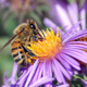European Honey Bee pollinating a flower. (Image: Wikimedia Commons)